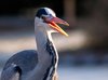 Heron