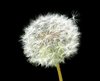 dandelion isolated