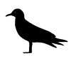 Silhouette Seagul