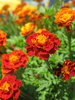 orange marigolds