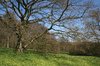 Woodland flowers in spring