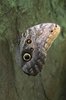Owl butterfly