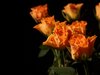 Orange roses