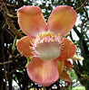 cannon ball tree flowers
