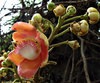 cannon ball tree flowers
