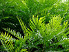 fern green