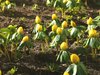 Winter Aconite