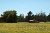 rural