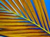 palm leaf