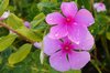 Flower after rain