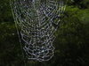Spider web