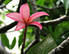 frangipani pink