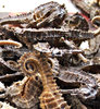 dried seahorses for sale