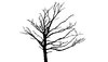Silhouette Tree 3