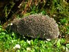 hedgehog