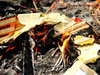 burning joss paper
