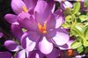 Purple flower