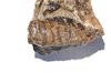 Mollusca Gastropoda Neogastrop
