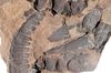 Leaf Fossil-Tracheophyta-vascu