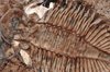 trilobite   tobermory   ontari