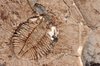trilobite   tobermory   ontari