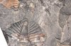 trilobite   tobermory   ontari