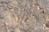 trilobite   tobermory   ontari