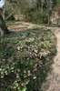 Hellebore flowers