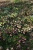 Hellebore flowers