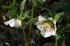 Hellebore flowers