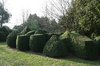 Clipped hedge
