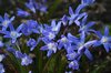 Chionodoxa flowers