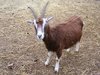 billy goat