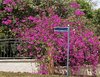Bougainvillea Corner