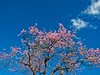 Pink Poi against Blue Sky