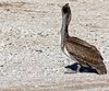 Brown Pelican Poser
