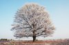 Tree winter