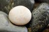 White pebble
