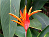tropical blooms