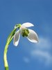 snowdrop