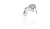 wallpaper drinking tiger