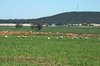 farm