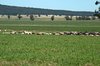 farm