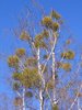 lots of mistletoes