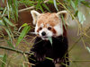 Red Panda
