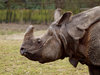 Rhino