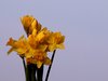 Daffodils