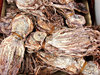 dried squid