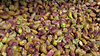 pistachio kernels