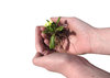 plant a plant